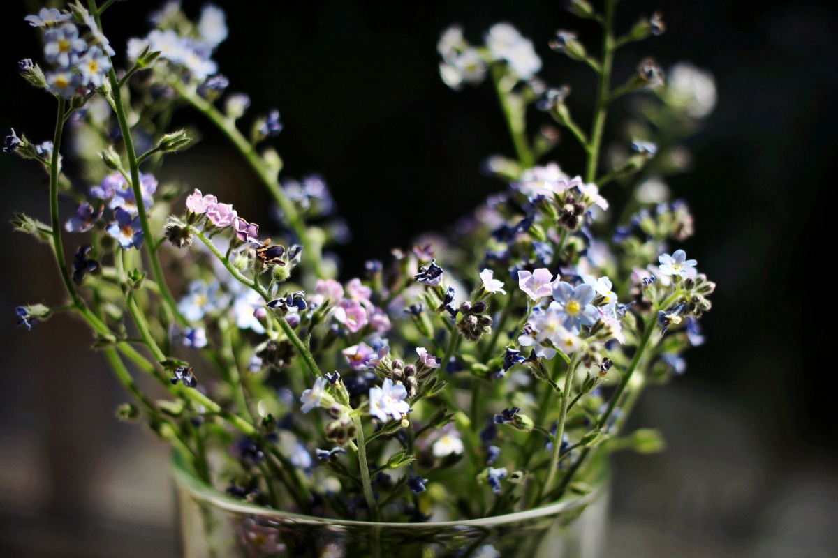 ForgetMeNot