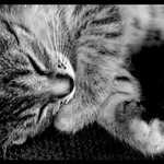 miuw
