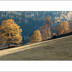 Odpolední procházka II