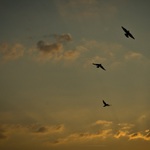 "Tři fáze mávu.."