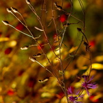 autum flower