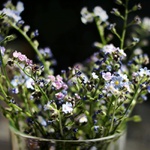 ForgetMeNot