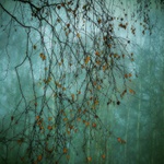 když si podzim rozčesává vlasy