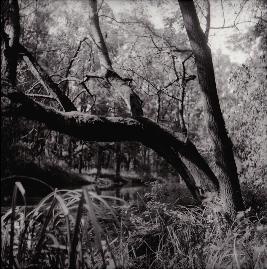 Mojena