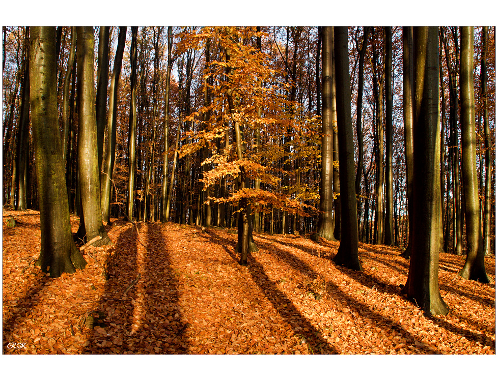 Buchlovské zlato....