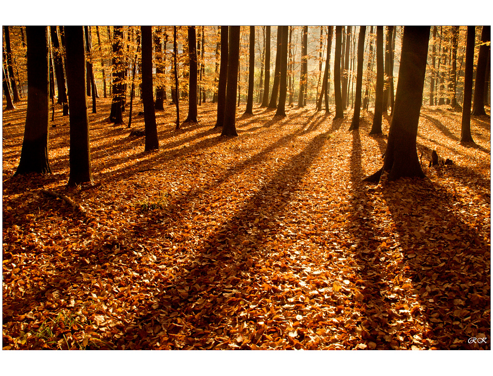 Buchlovské zlato....