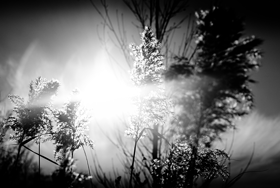 dream on