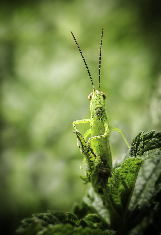 Konik z Poruby pod Vihorlatom