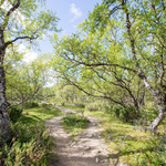 ..Dovrefjell-sundalsfjella nasjonalpark, Norsko..