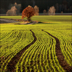 Nedělní procházky