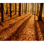 Buchlovské zlato....