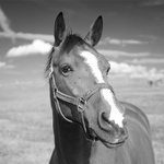 Copak jsi zač ? (BW)