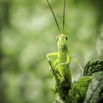 Konik z Poruby pod Vihorlatom