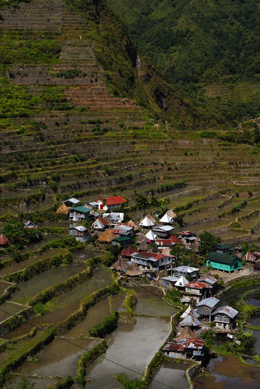 Rice terraces