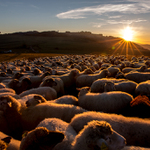 podvečer na salaši