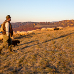 do večera ďaleko II