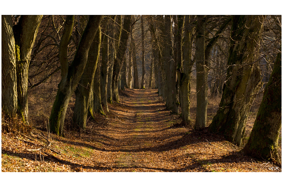 Silvestrovská álej....