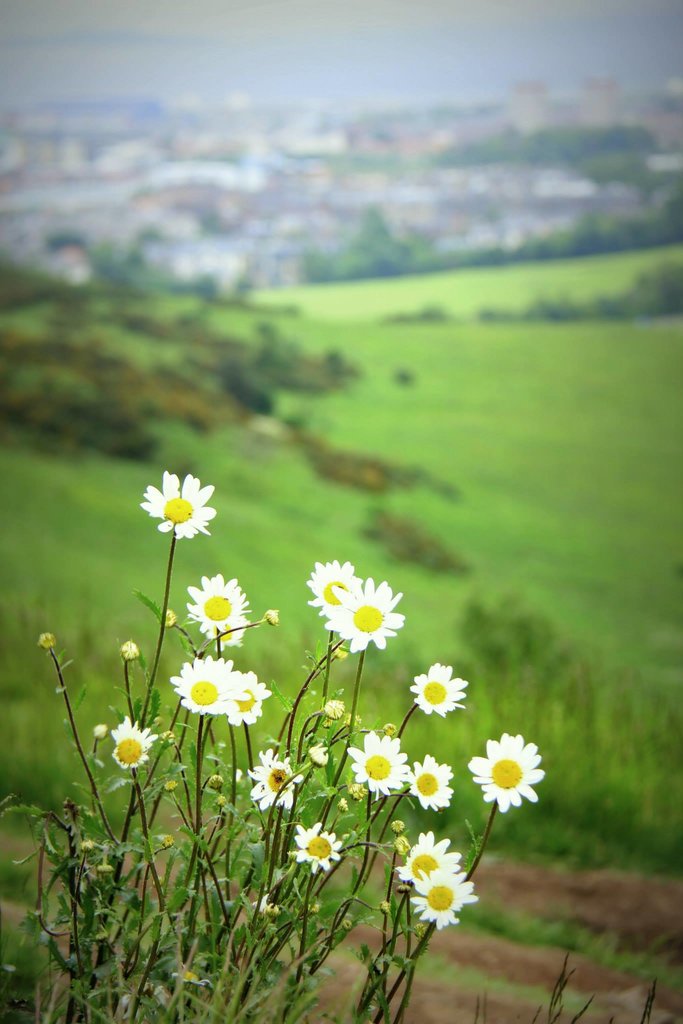 Kopretiny nad městem
