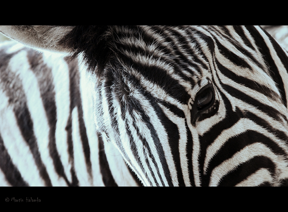 Život není zebra