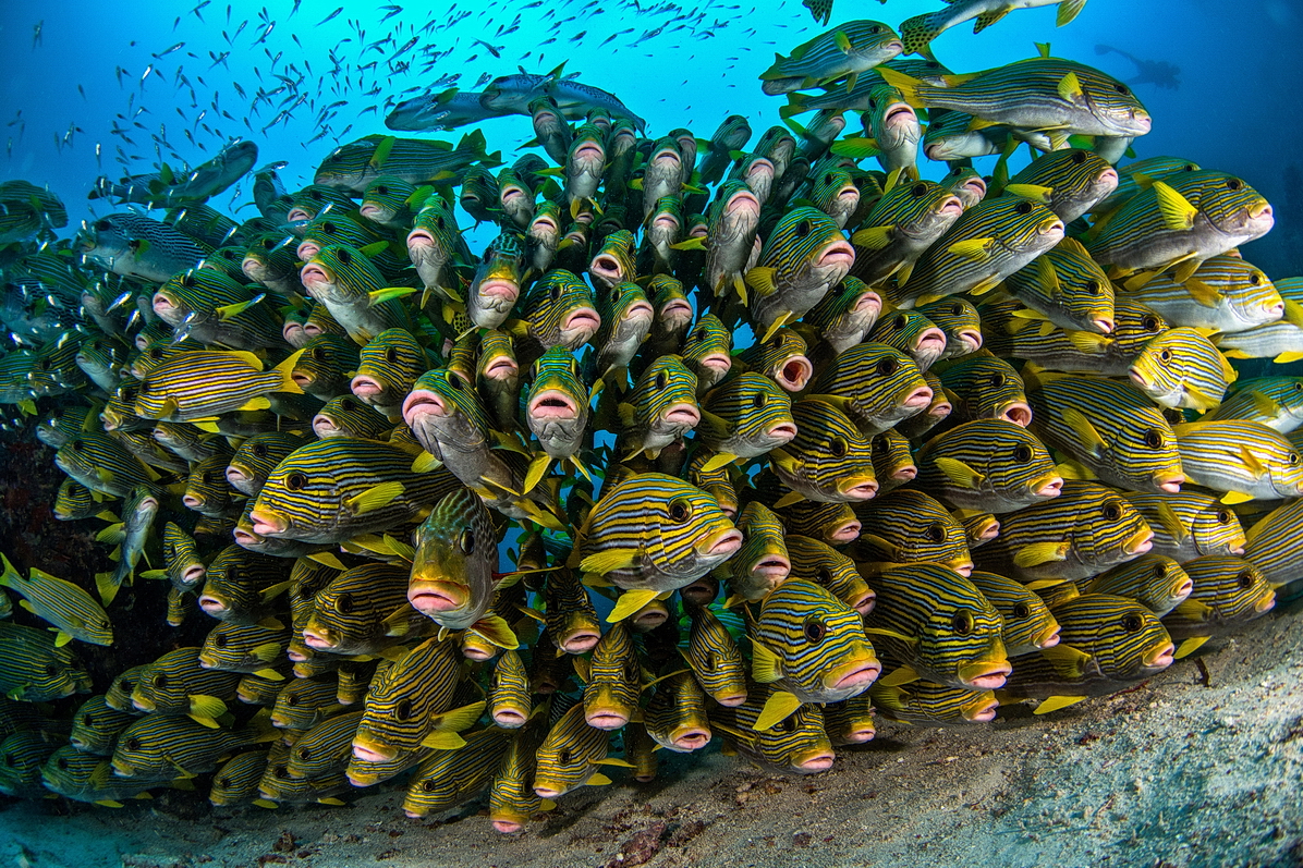 Vánoce 2015 na Raja Ampat :-)