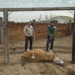 ked sa na pastve zlomi noha