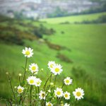 Kopretiny nad městem