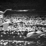 Labutí formace v lednu