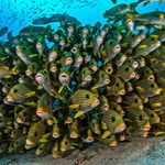 Vánoce 2015 na Raja Ampat :-)