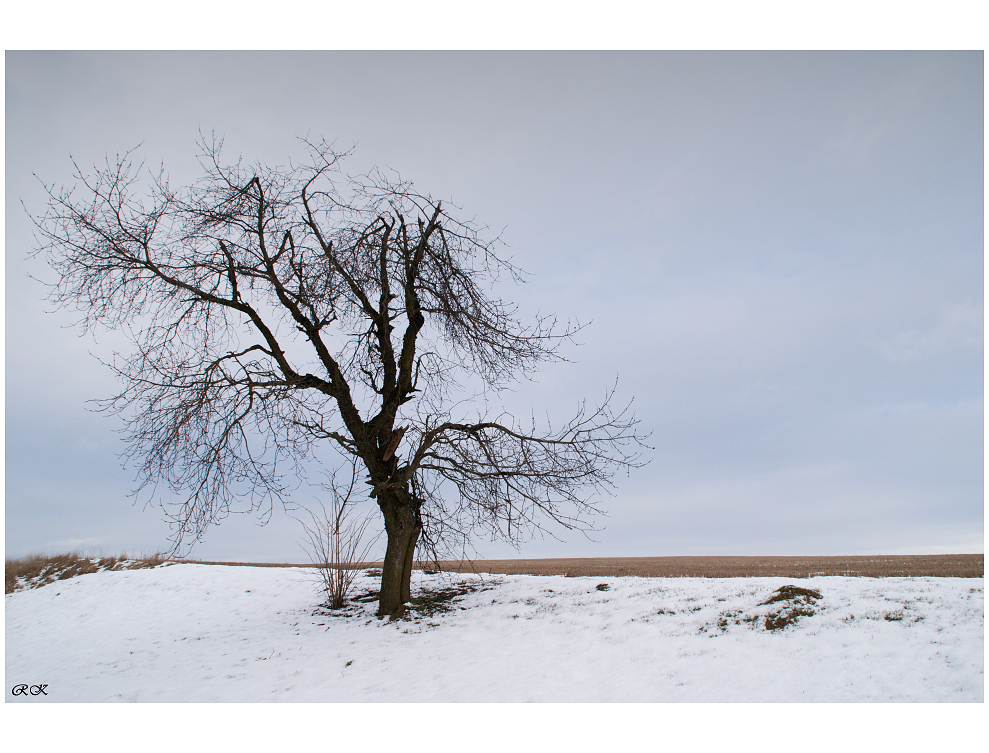 Počechraný větrem....
