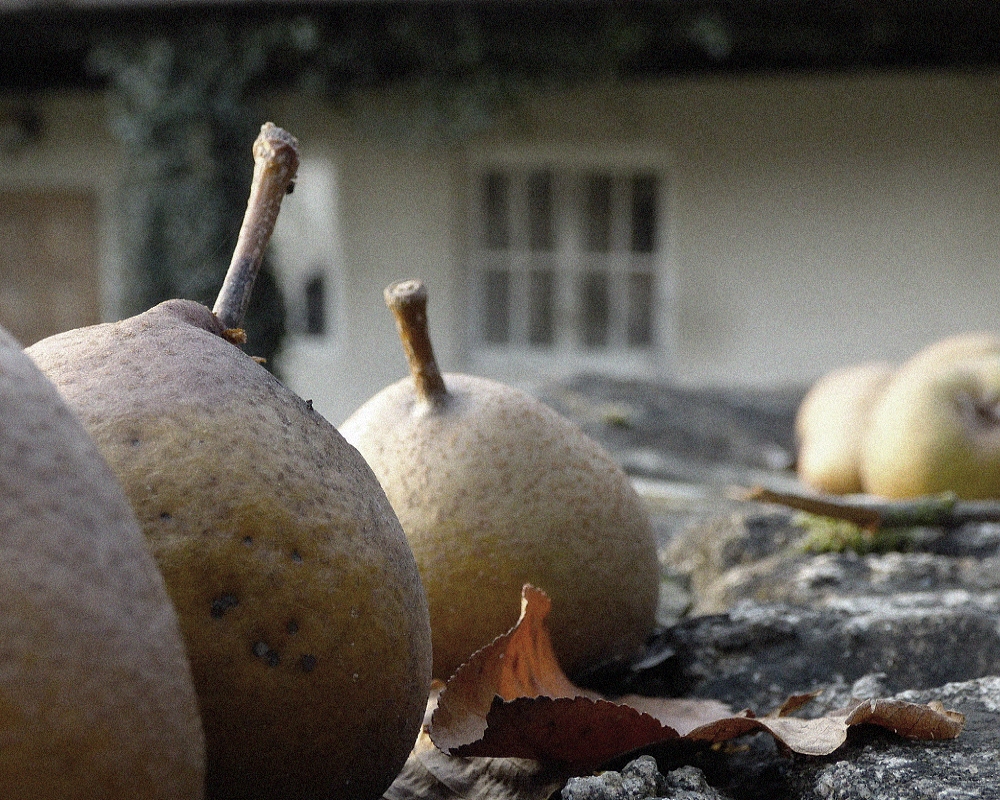 hrušky od babičky chutia