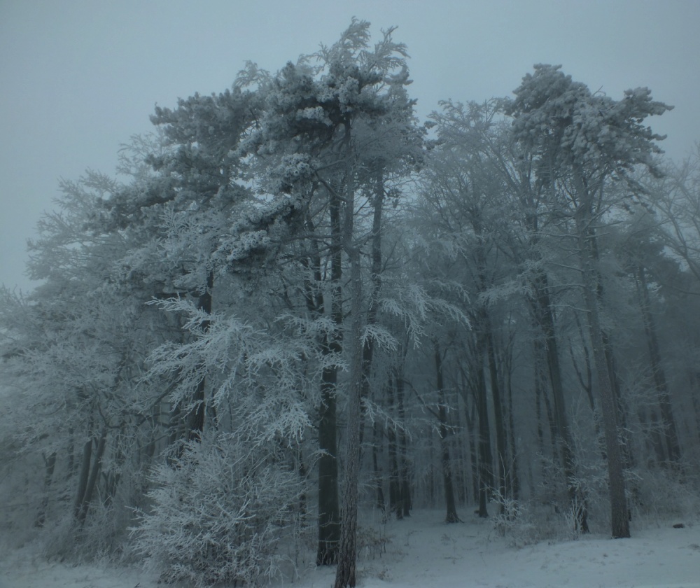 Rozbehy 06.januára 2016