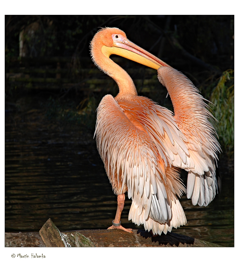 Koupání pří západu slunce