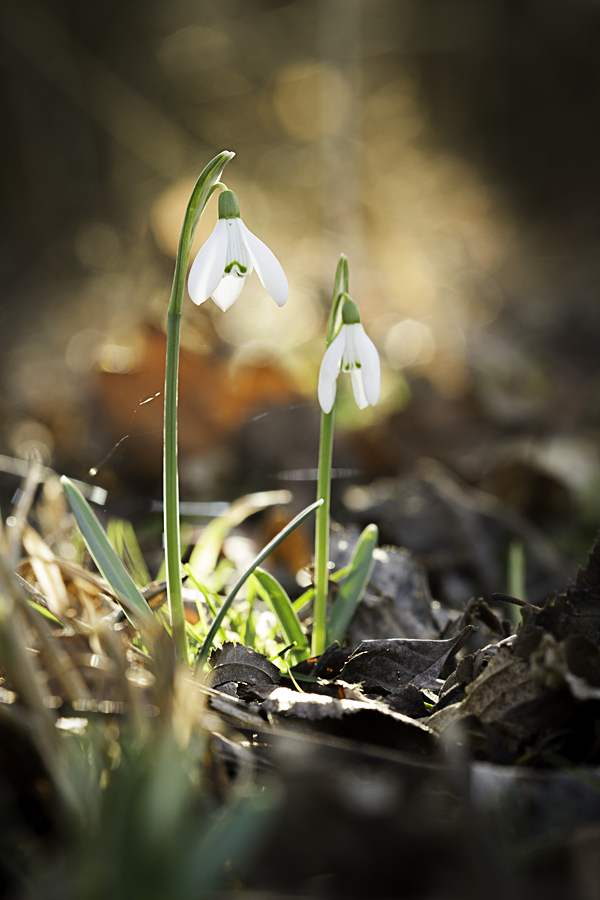 Tak uz pomalicku lezou..