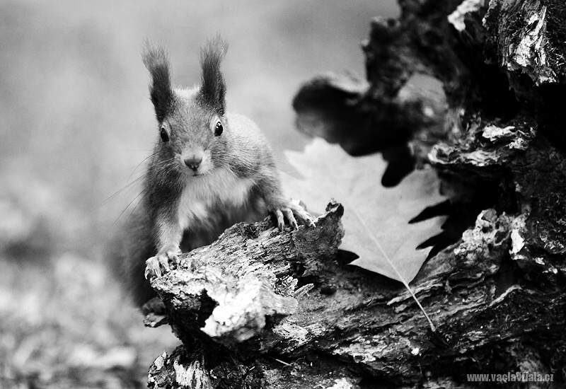 Podzim na Štěpánce