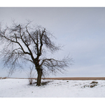 Počechraný větrem....