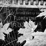 z mrtvého hřbitova