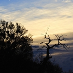 Ranní toulky přírodou