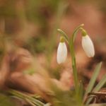 Sněženky bez machrů