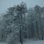 Rozbehy 06.januára 2016