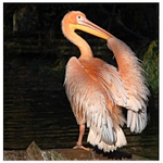 Koupání pří západu slunce