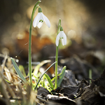 Tak uz pomalicku lezou..