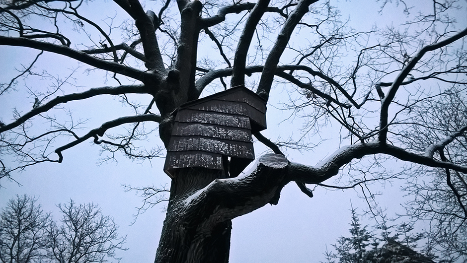 Byl jednou jeden starý strom …
