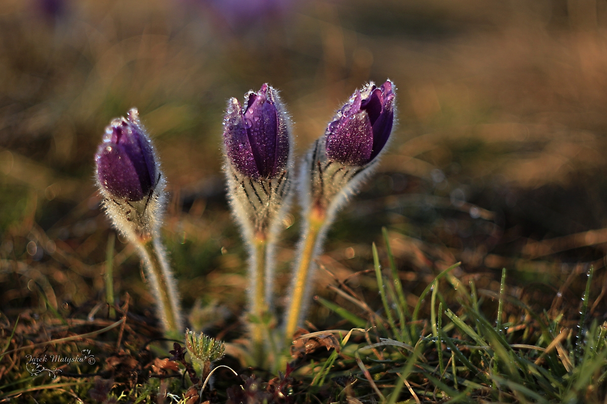 Z dnešní vycházky