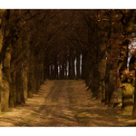 Jedna stará álej....