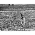 ..Já s písničkou jdu jako ptáček..