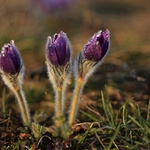 Z dnešní vycházky