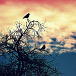 za siedmimi horami...