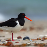 Ústřičník velký