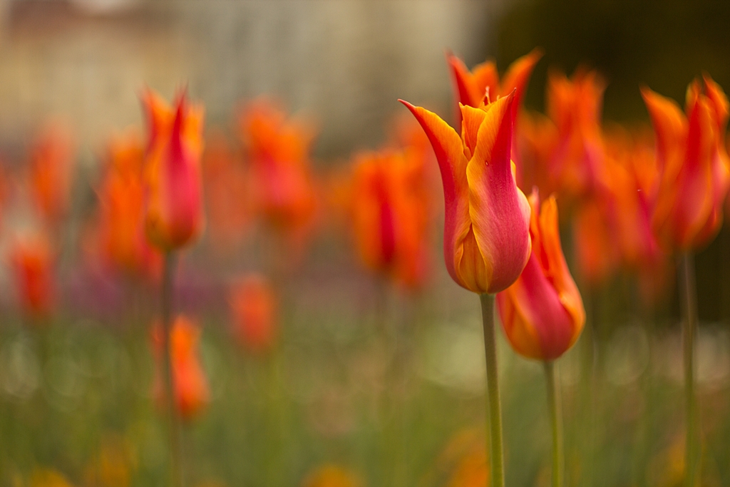 tulips