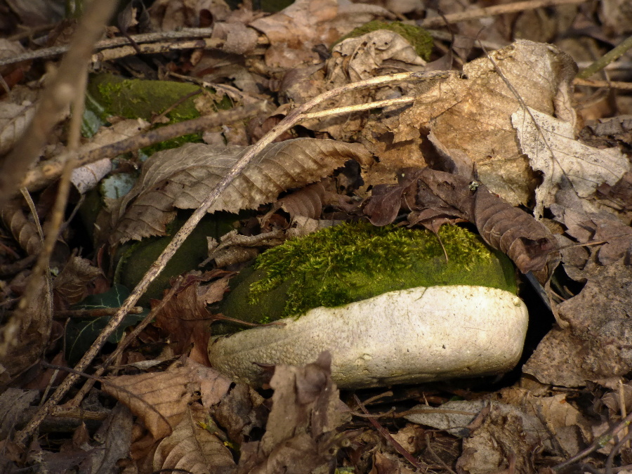 nie,nenašla som mŕtvolu! :)